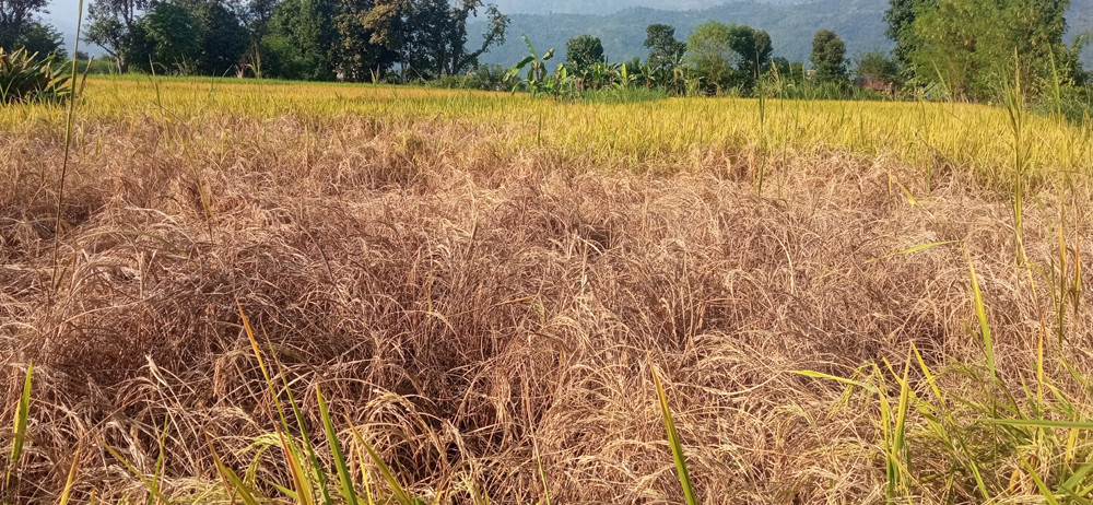 धानबालीमा देखियो समस्या, उत्पादन घट्ने चिन्ता