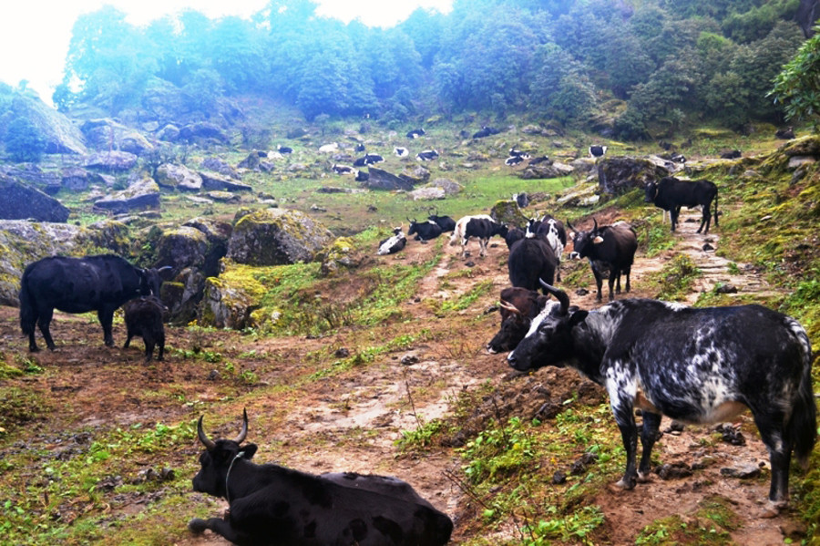 नौ महिना चौँरीखर्कको बास