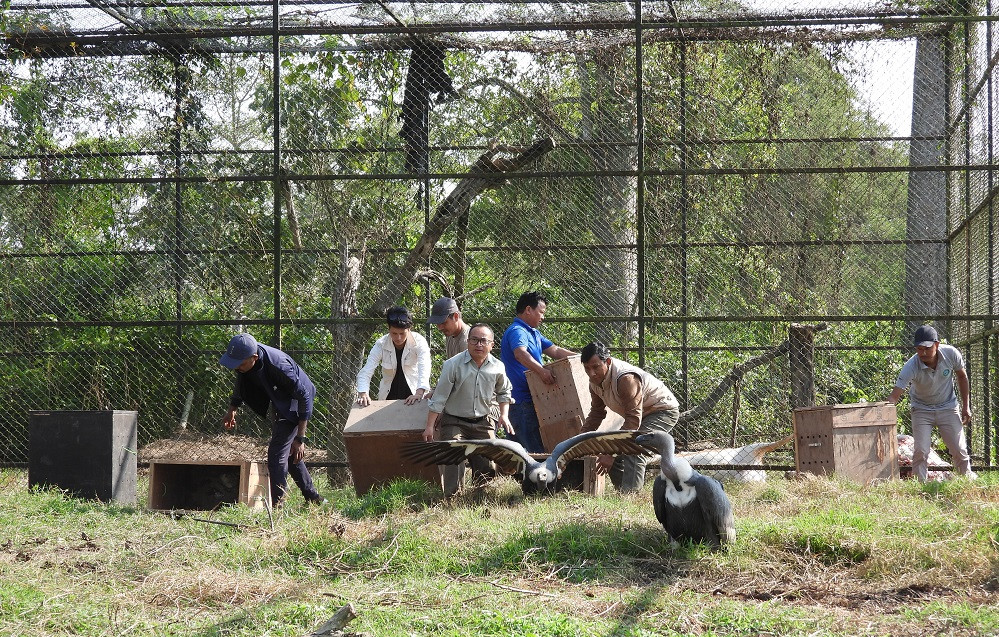 गिद्ध स्थानान्तरण