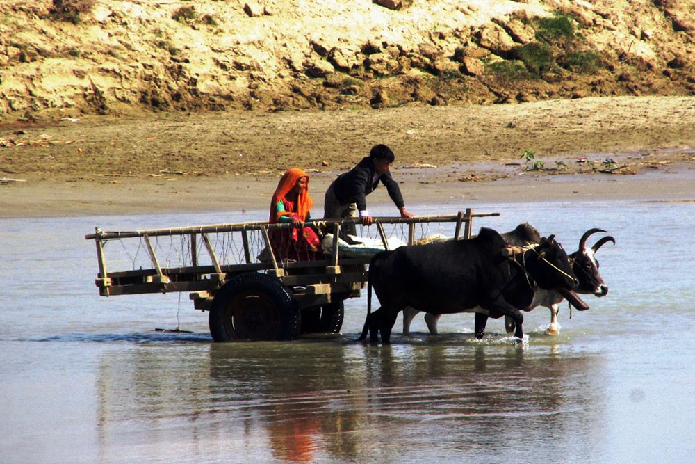 गोरु गाडामा तर्दै वनहरा नदी 