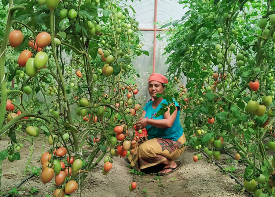 टनेल खेतीले किसानको आम्दानी बढ्यो 