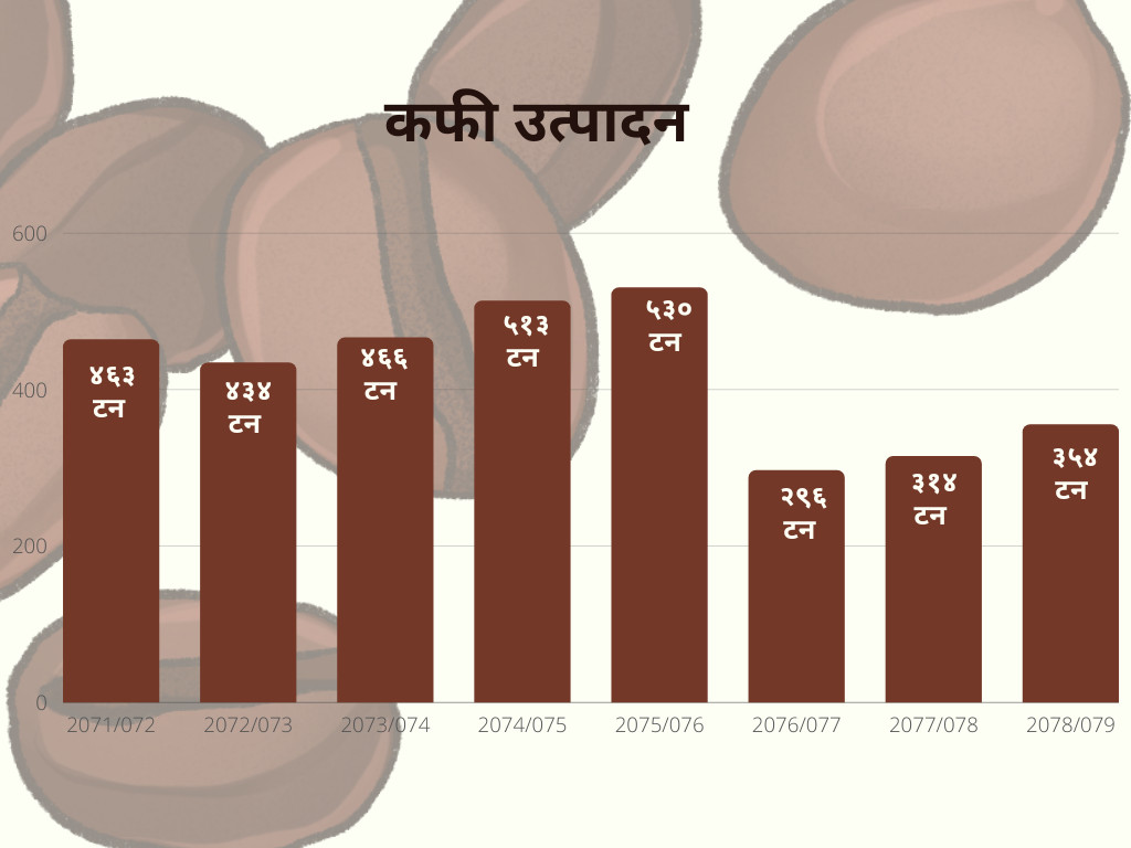 कफी उत्पादनमा ओरालो यात्रा : ८ वर्षअघिको जति पनि भएन उत्पादन, आयात  २ गुणा बढ्यो