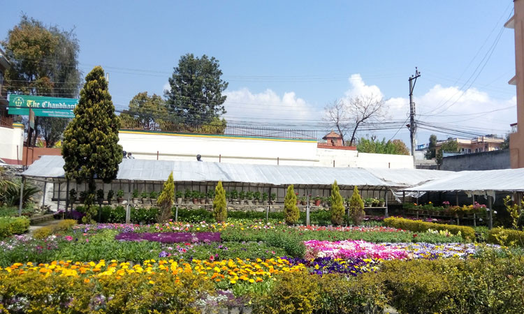 लयमा फर्कियो पुष्प व्यवसाय