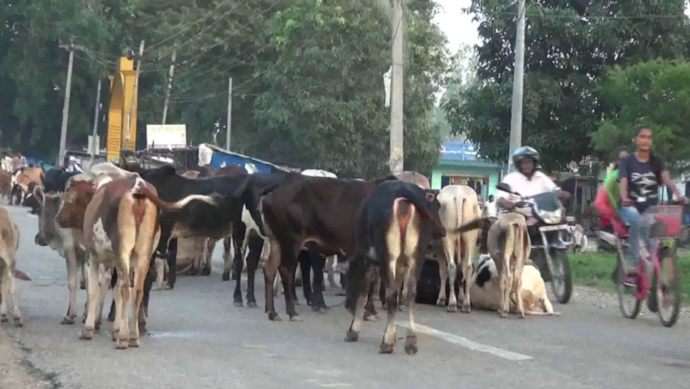 छाडा चौपायाबाट किसानलाई बाली जोगाउनै मुस्किल 