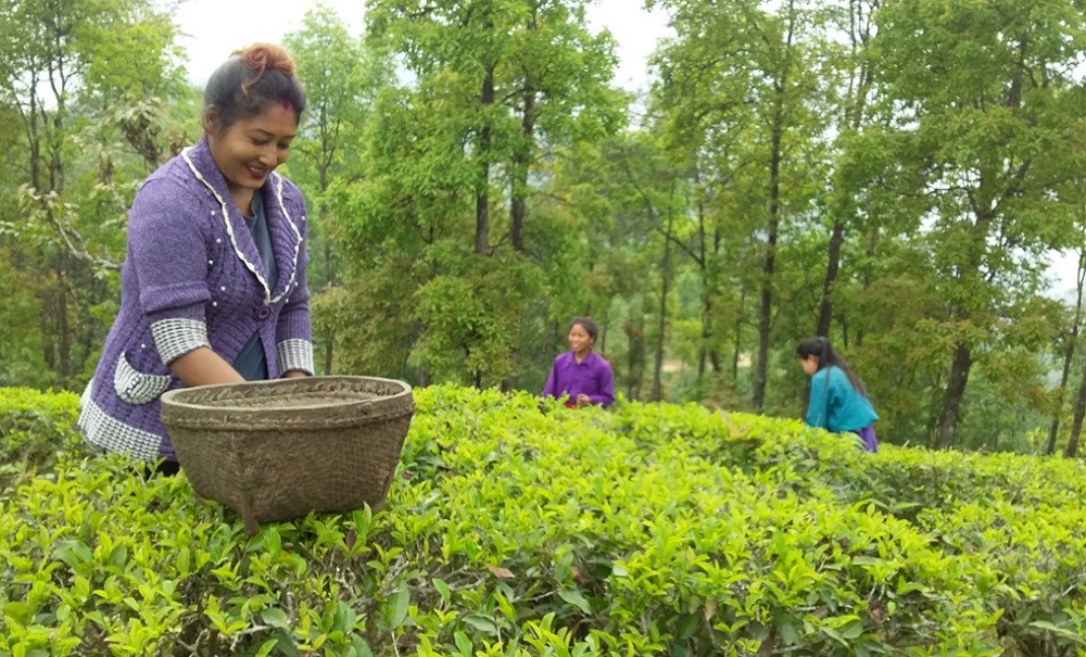 मेची भन्सारबाट चिया निर्यात बढ्यो, अलैँची घट्यो
