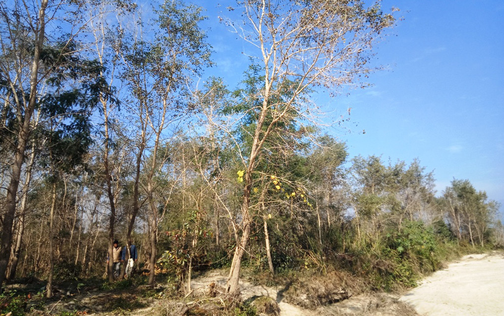स्थानीयको अग्रसरतामा नदी बगर बन्यो सामुदायिक वन