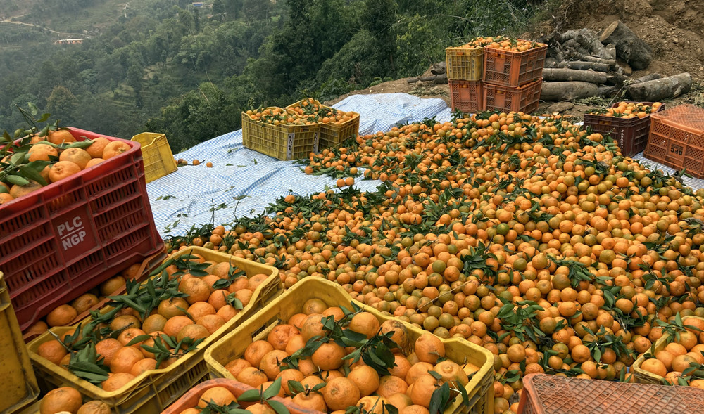 काठमाडौंदेखि पोखरासम्म पुग्छ सिगानाको सुन्तला, वार्षिक लाखौँ रकम भित्र्याउँछन् किसान