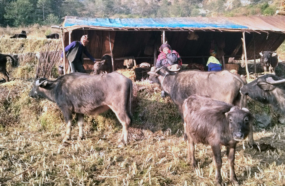 तनहुँमा पाडीबाछी हुर्काउन अनुदान वितरण