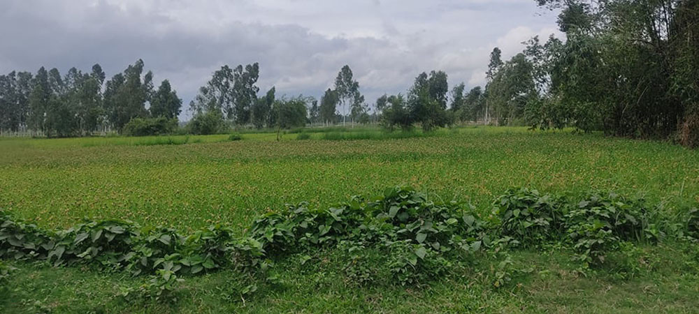 धनुषामा लोप हुँदै कोदो खेती