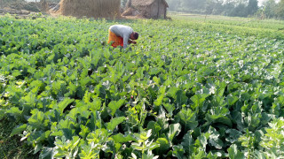 लामो खडेरीपछिको वर्षाले किसानलाई राहत, बालीनाली सप्रिने अपेक्षा