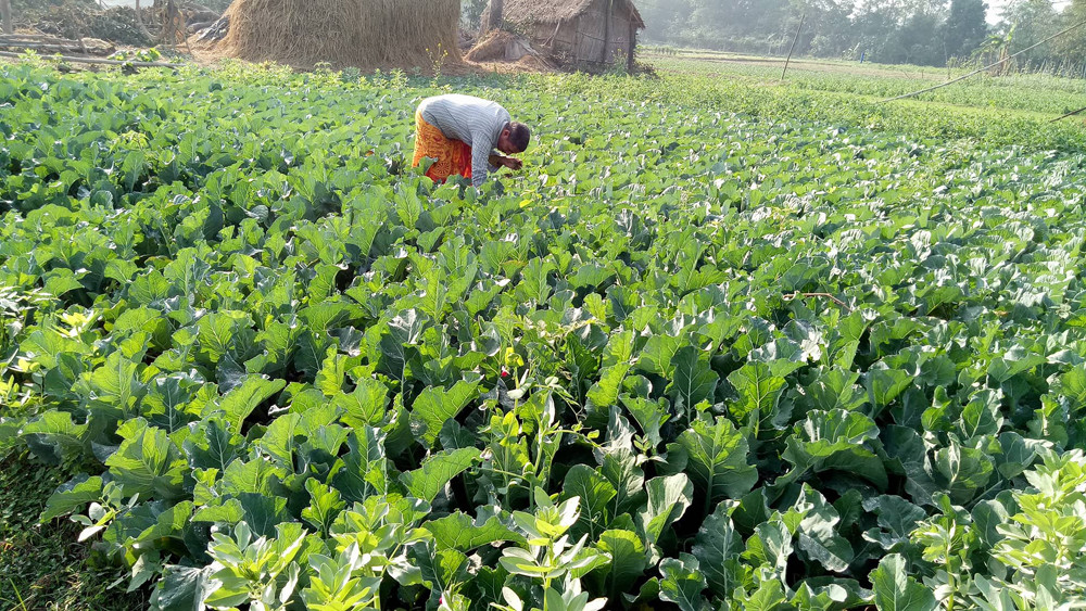 ५० प्रतिशत अनुदानमा बेलौरीका किसानलाई कृषि सामग्री