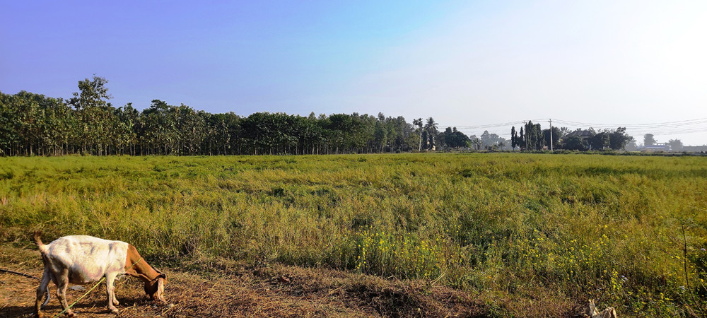 झापामा तोरीखेतीमा कृषकको आकर्षण