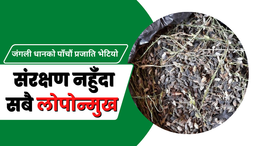 नेपालमा भेटियो जंगली धानको नयाँ प्रजाति