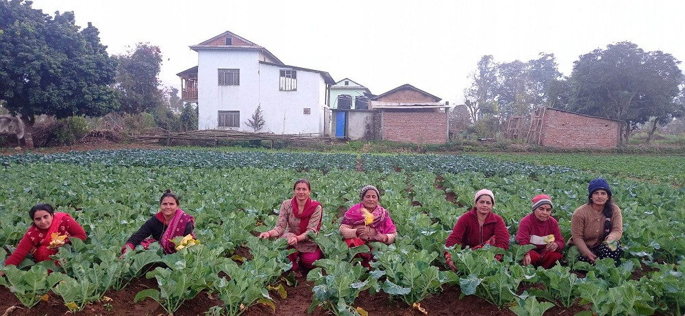 तरकारी खेतीले फेरिएको महिलाको दैनिकी