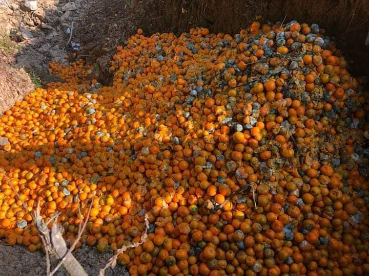 पाणिनीमा शीतभण्डारमा कुहिएका सुन्तलाको वैज्ञानिक अनुसन्धान गरिँदै