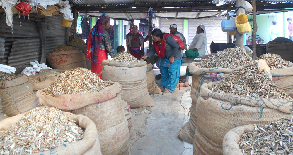 चन्द्रौटामा फष्टायो सिद्राको व्यापार
