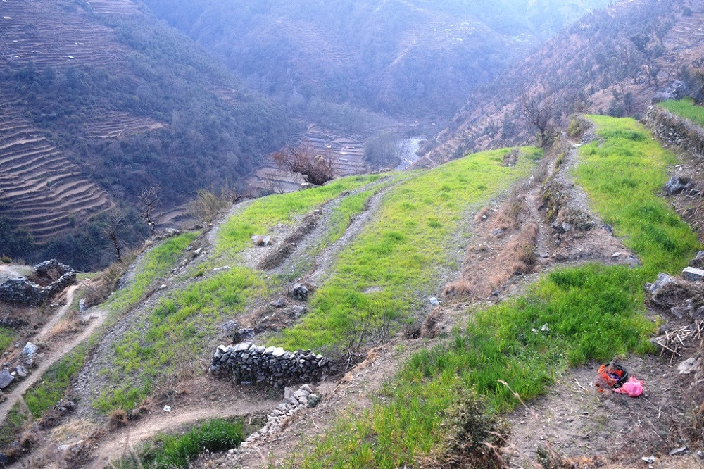 लामो खडेरीले हिउँदेबाली नष्ट, ७० प्रतिशतसम्म  उत्पादन घट्ने अनुमान