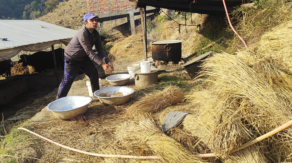 तोरीको उत्पादन बढ्ने भएपछि किसान खुसी