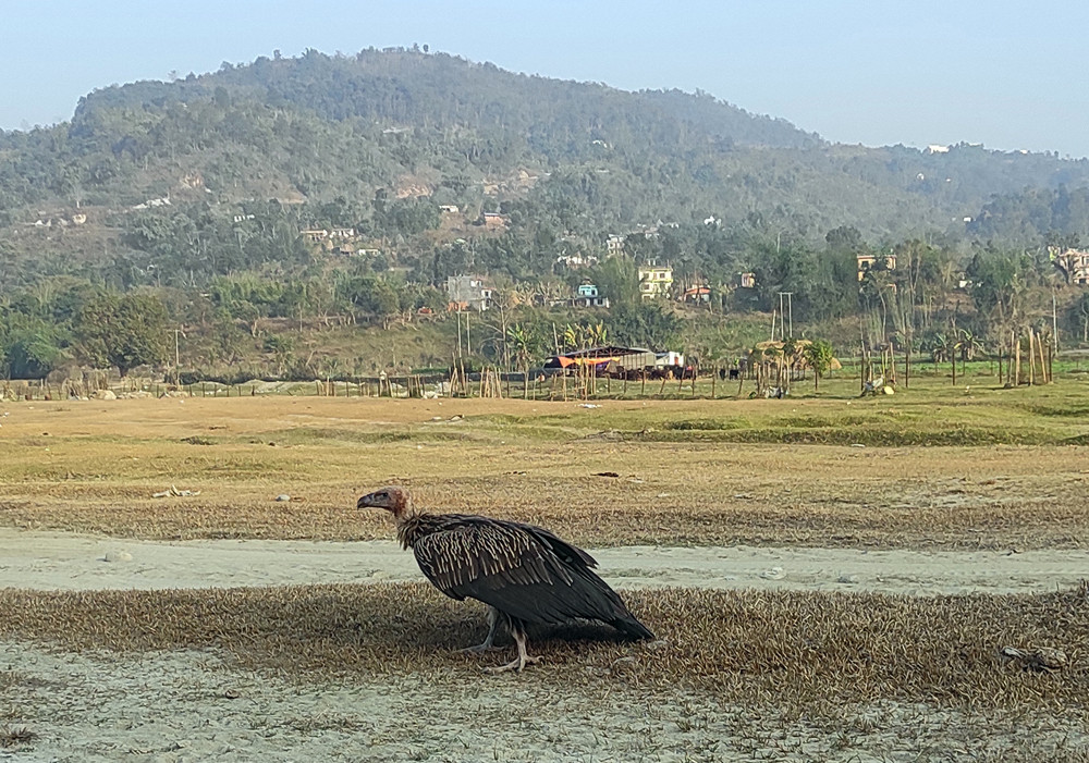 आहार खोज्दै गिद्ध