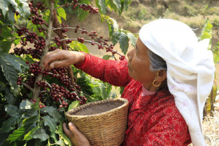 कफीखेतीमा प्रोत्साहित गर्ने सन्धिखर्कमा किसानलाई कफीखेतीको तालिम