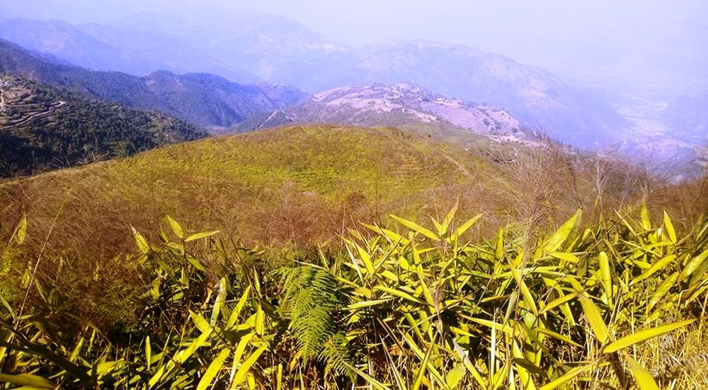 दुई वर्षमै अम्रिसोको मूल्यमा तेब्बर वृद्धि, म्याग्दीका किसानले थाले व्यावसायिक खेती