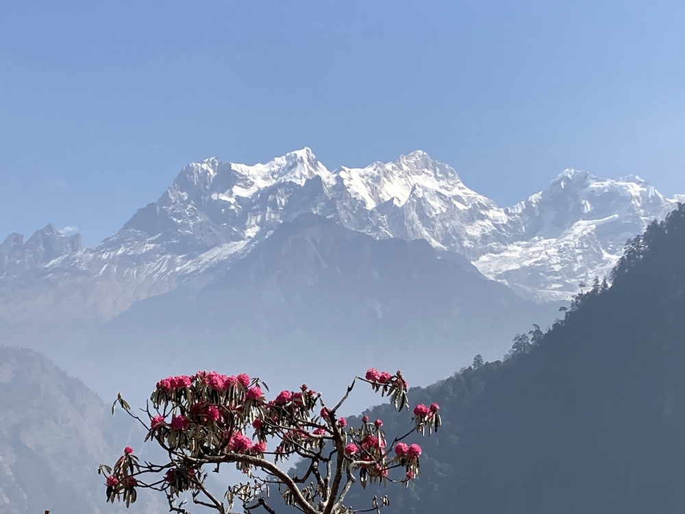 मनासलु फेदीमा फुल्दै लालीगुराँस