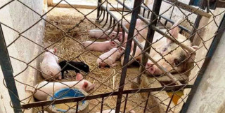 वैदेशिक रोजगारीबाट फर्किएर गाउँमै बंगुरपालन