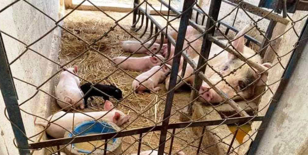 वैदेशिक रोजगारीबाट फर्किएर गाउँमै बंगुरपालन