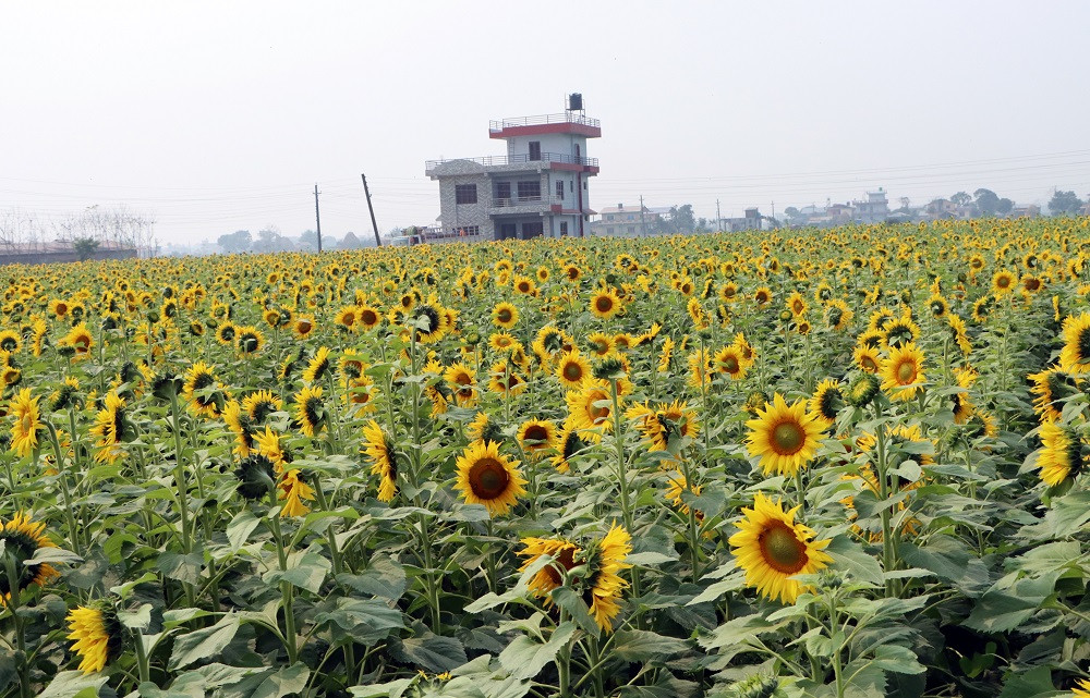 ढकमक्क सूर्यमुखी