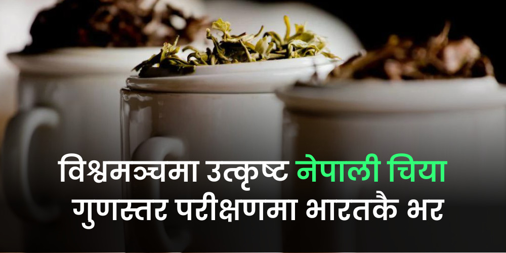 विश्व प्रतिस्पर्धामा नेपाली चिया उत्कृष्ट, निर्यातका लागि 'गुणस्तरको प्रमाण' भारतबाट लिनै सास्ती 