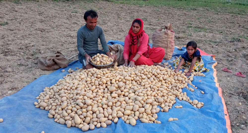 म्याग्दीमा बढ्यो आलु उत्पादन, वार्षिक ६ करोडभन्दा बढी मूल्यको आलु निकासी