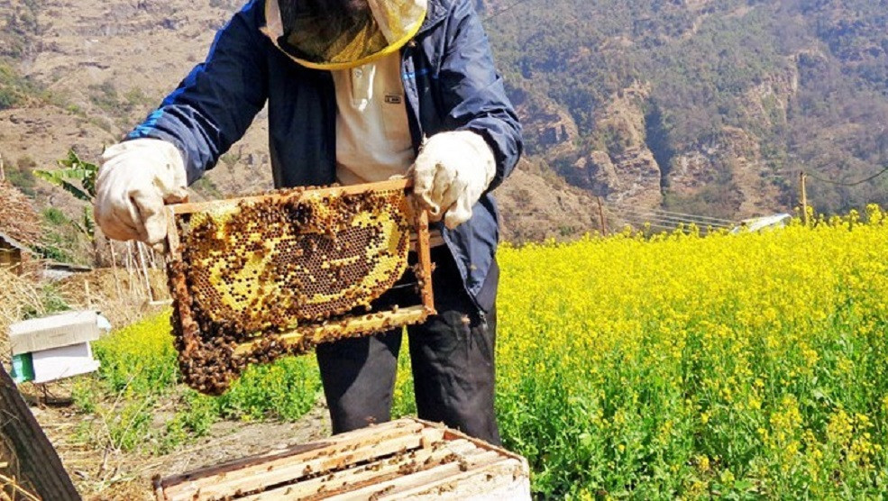 २५ लाख खर्चेर सुन्दरहरैँचामा मौरीपालन