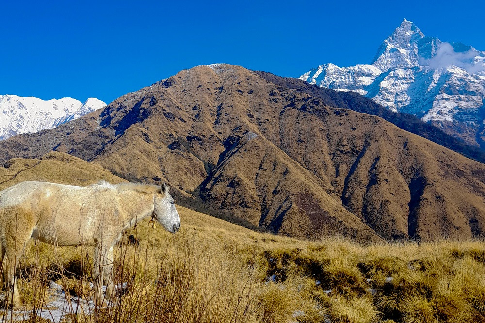 खुमाइडाँडाको पृष्ठभूमिमा माछापुच्छ्रे