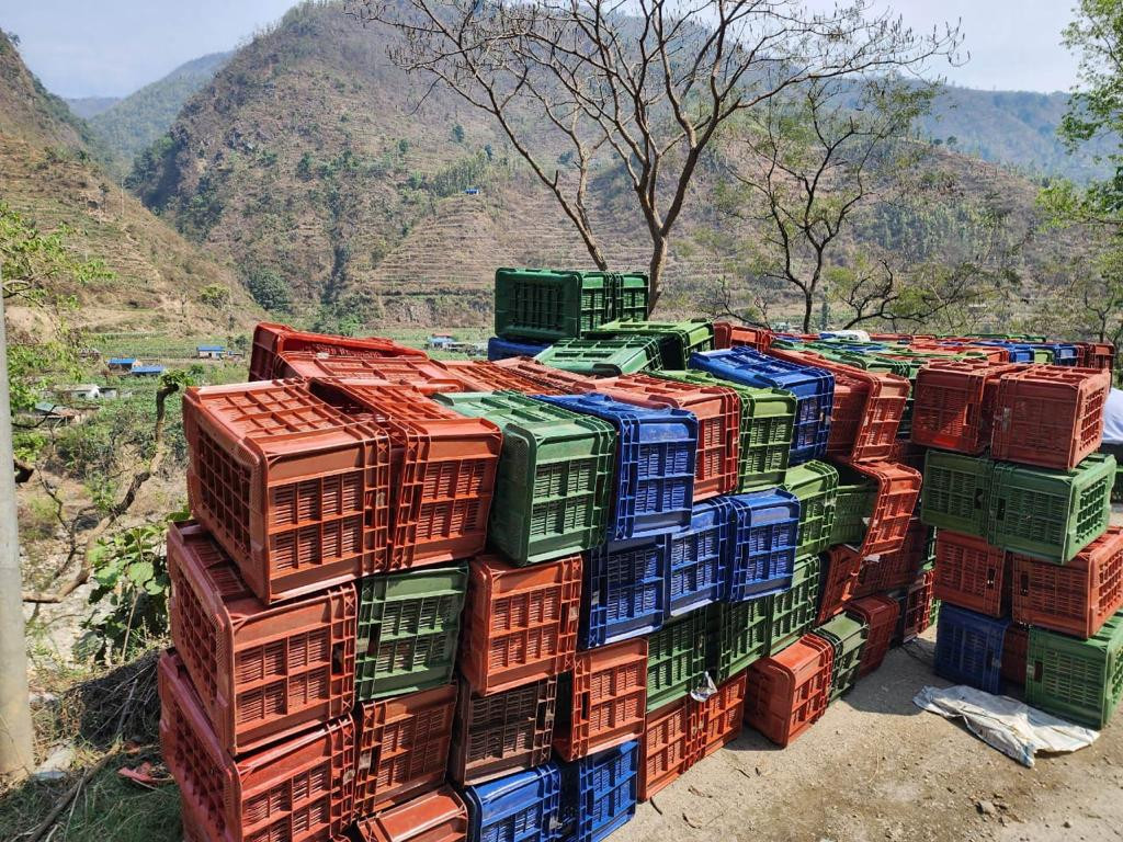 सांसद राजेन्द्र बजगाईँले चेपाङ किसानलाई दिए प्रतिघर ३ क्रेट