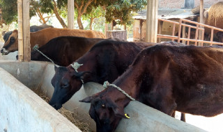 गण्डकीमा गाईभैँसी कल्याण मापदण्ड कार्यान्वयन गरिँदै, दूध नदिएको बहानामा पिट्न नपाइने