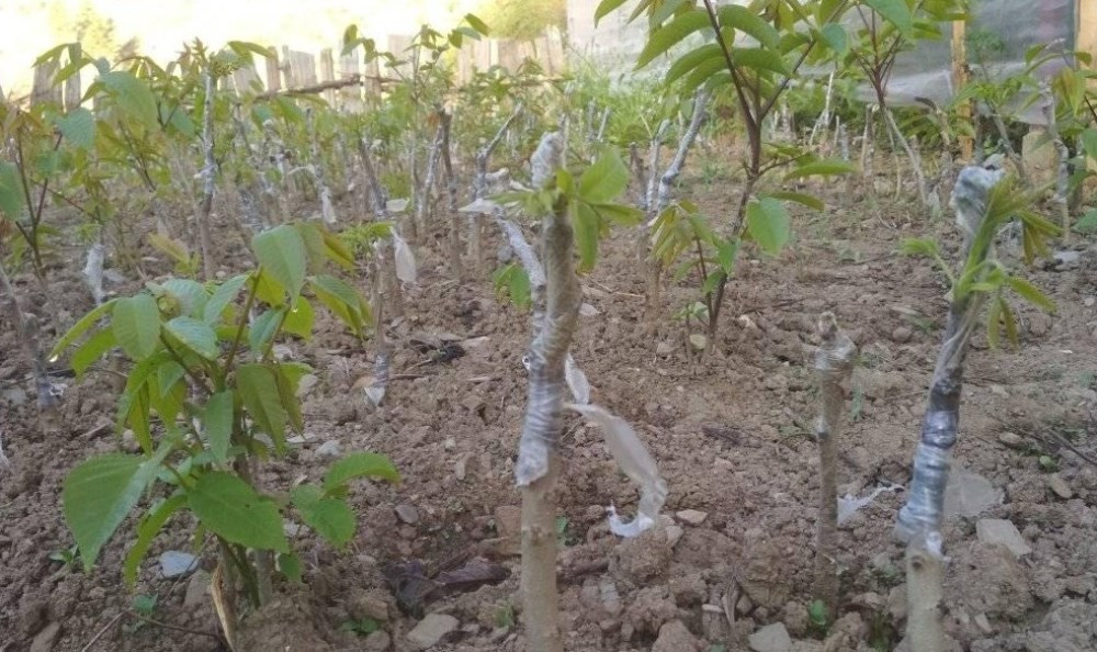 बाँझो जग्गामा ओखर खेती