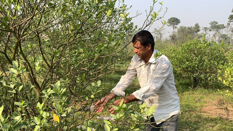 कागतीखेतीबाट २० लाख रुपैयाँ आम्दानी