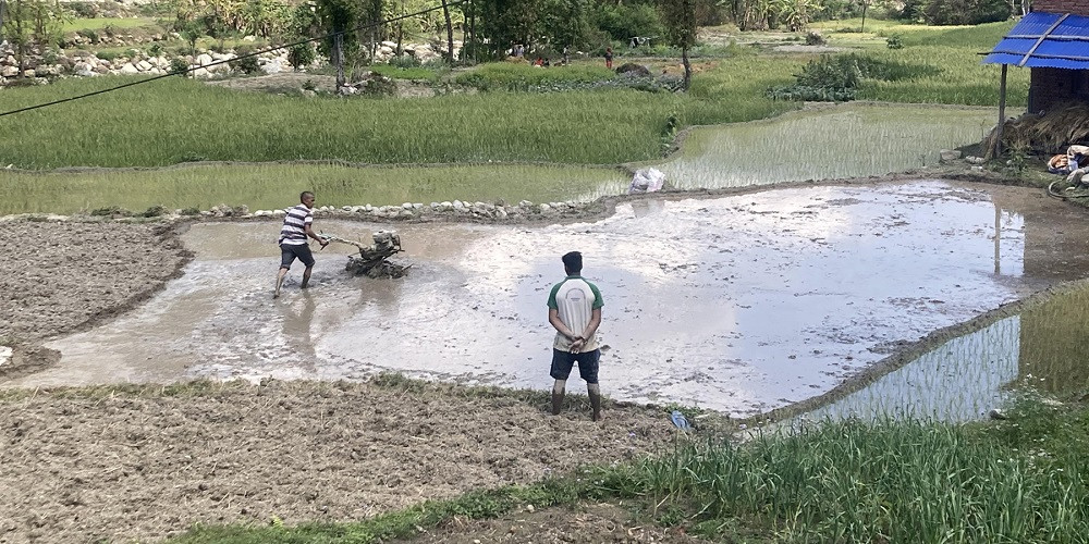गण्डकीमा १६ प्रतिशतले घट्यो चैते धानको उत्पादन