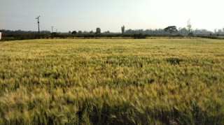 कैलालीमा गहुँ उत्पादन घट्यो