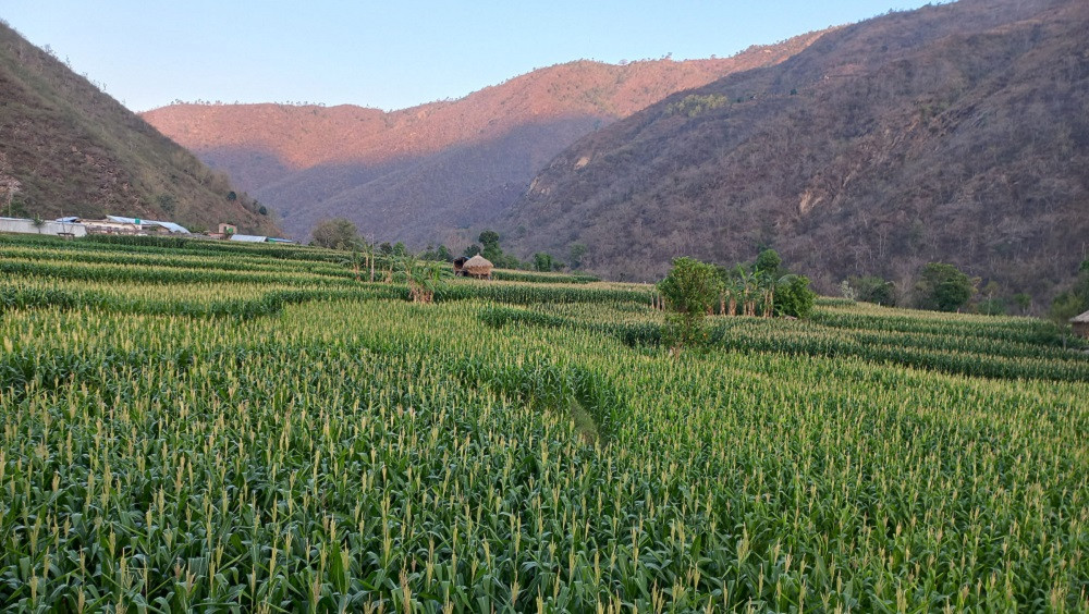 बडिगाडका किसानलाई बाली जोगाउने चिन्ता