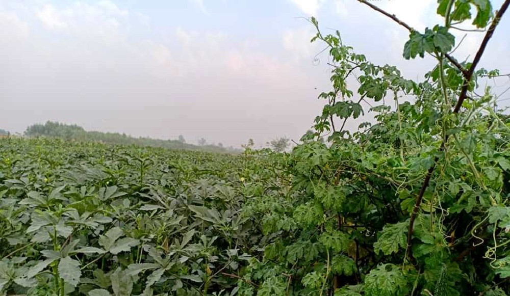व्यावसायिक तरकारी खेतीबाट वार्षिक ६ लाख रूपैयाँ आम्दानी