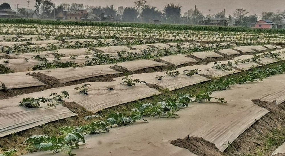 बगरमा तरकारीखेती गरी मनग्य आम्दानी