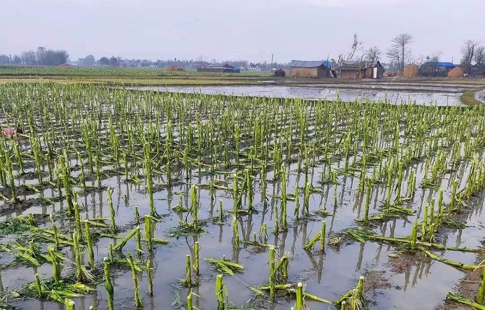 झापाका किसानलाई ६ करोड राहत उपलब्ध गराउन सिफारिस
