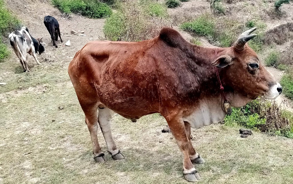 तनहुँमा ६ सय ४६ पशुमा लम्पी स्किन