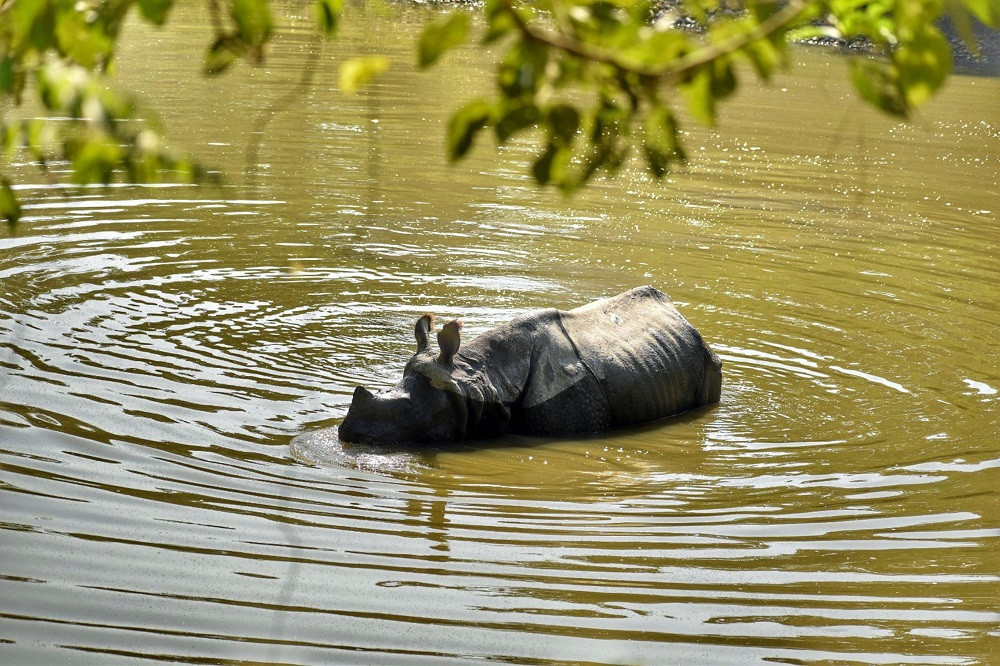 पानीमा रमाउँदै गैँडा