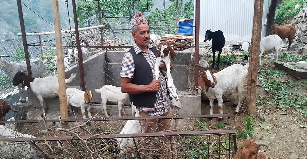 विदेशको जागिर छाडेर बाबुछोरा नै बाख्रापालनमा