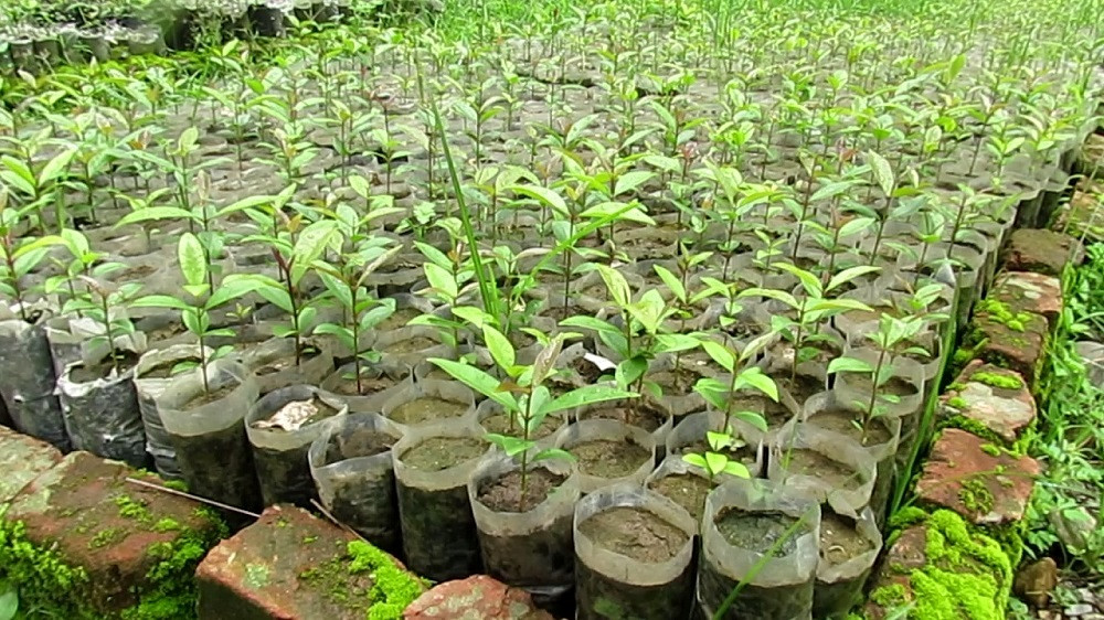 दुई लाख बिरुवा उत्पादन गर्दै वन कार्यालय चितवन, ३० हजार बिरुवा जडीबुटीका