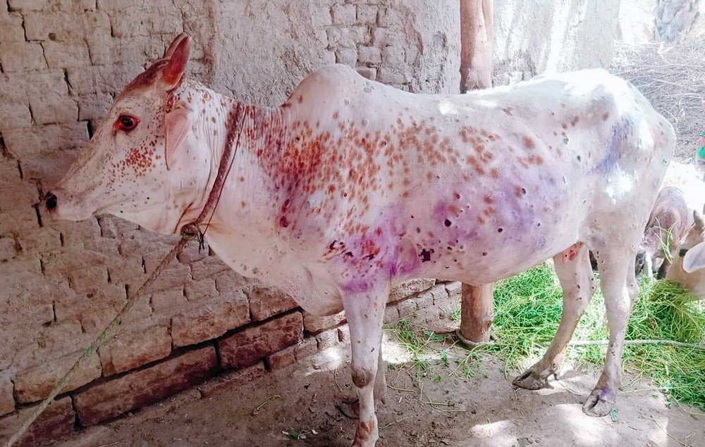 बाँकेका सात हजार पशुमा लम्पी स्किनको संक्रमण