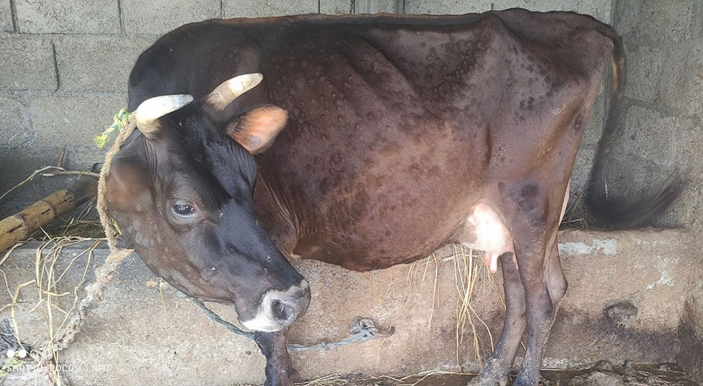 बागलुङमा मात्रै लम्पी स्किनबाट तीन करोडको पशुधन क्षति
