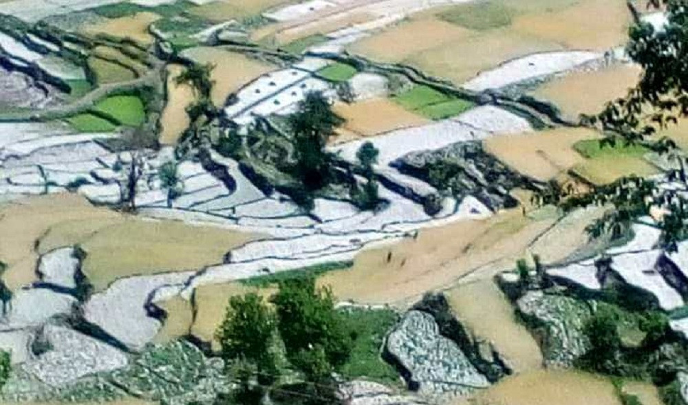 असिनापानीले अन्नबालीमा क्षति, भोकै परिने चिन्तामा किसान